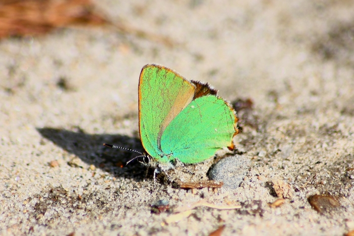 Invasione di Callophrys rubi